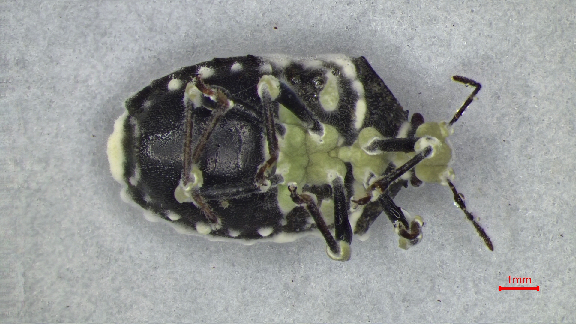 中興大學篩選出稻黑椿象剋星-本土黑殭菌YCC604菌株可在短時間內成功感染致死。(昆蟲系碩士班研究生顏祥峻拍攝)